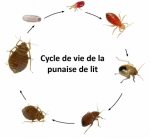 Cycle de vie punaises de lit