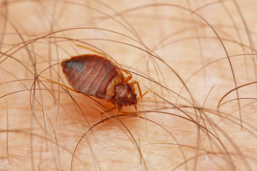 lutter contre insectes qui piquent dans le lit