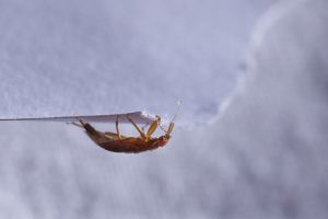 Punaises de lit : pourquoi ces satanés insectes nous aiment-ils autant ?