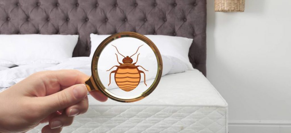 infestation des punaises de lit en France.